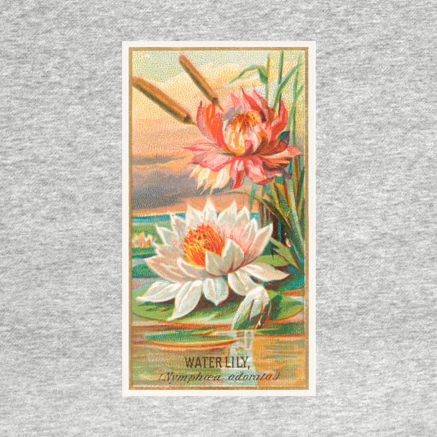 Waterlily by WAITE-SMITH VINTAGE ART